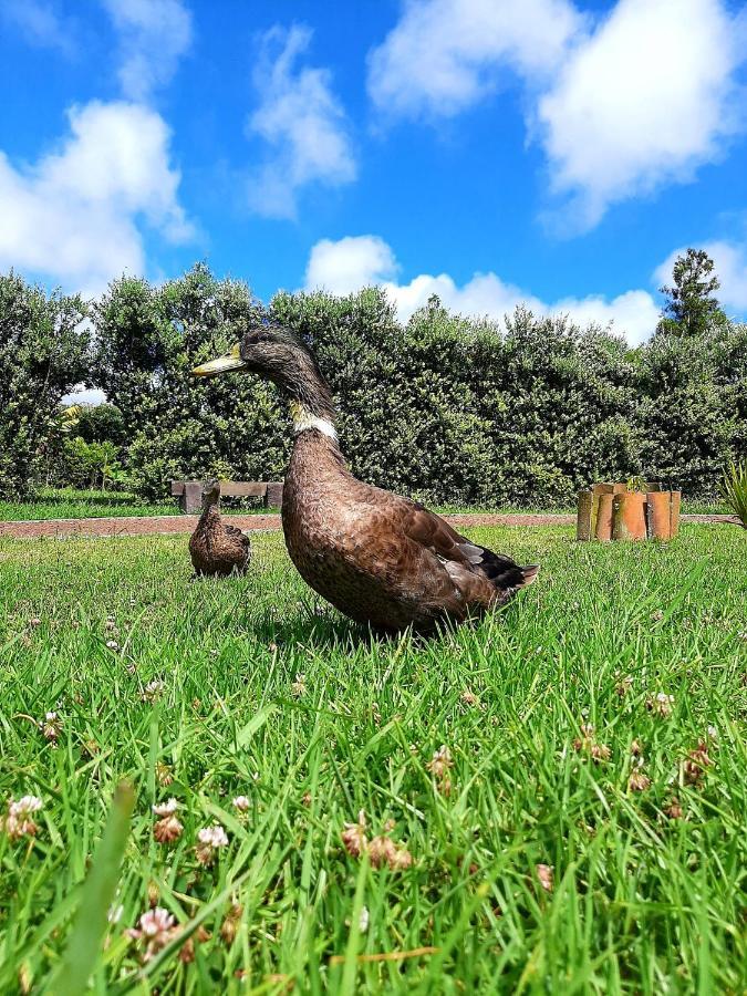 Quinta De Sao Jose Villa Sao Pedro  Exteriör bild